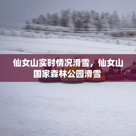 仙女山實時情況滑雪，仙女山國家森林公園滑雪 