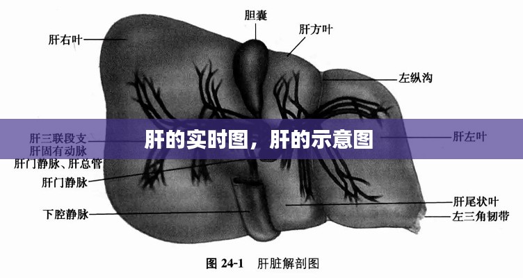 肝的實(shí)時圖，肝的示意圖 