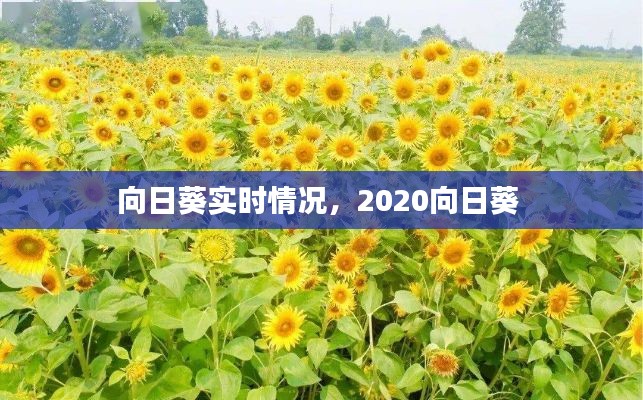 向日葵實時情況，2020向日葵 