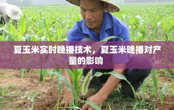 夏玉米實時晚播技術，夏玉米晚播對產量的影響 