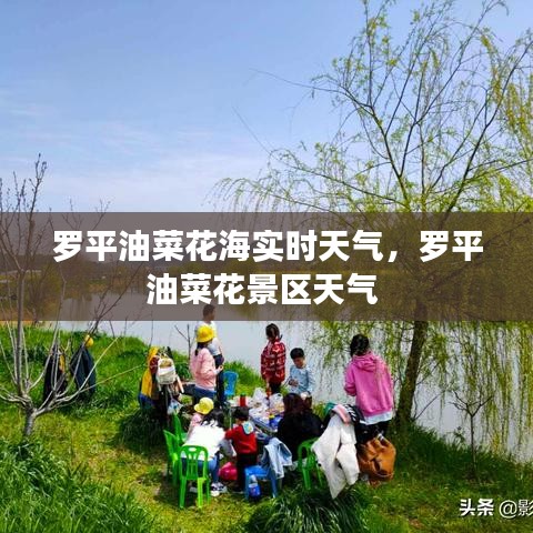 羅平油菜花海實(shí)時(shí)天氣，羅平油菜花景區(qū)天氣 