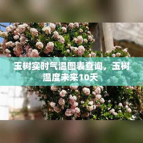 玉樹實時氣溫圖表查詢，玉樹溫度未來10天 