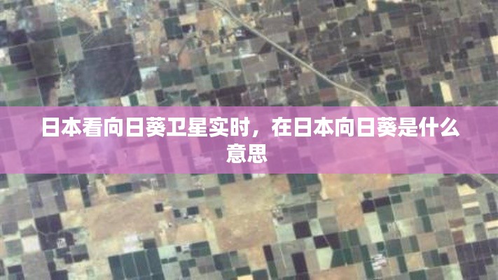 日本看向日葵衛(wèi)星實時，在日本向日葵是什么意思 
