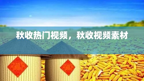 秋收熱門視頻，秋收視頻素材 