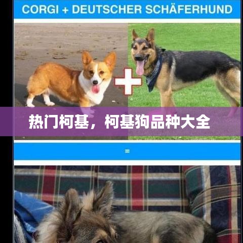 熱門柯基，柯基狗品種大全 