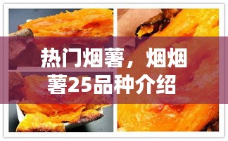 熱門煙薯，煙煙薯25品種介紹 