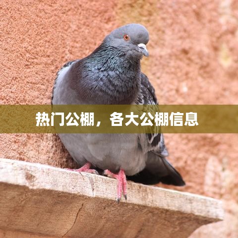 熱門公棚，各大公棚信息 