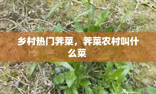 鄉(xiāng)村熱門薺菜，薺菜農(nóng)村叫什么菜 