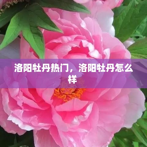 洛陽(yáng)牡丹熱門(mén)，洛陽(yáng)牡丹怎么樣 