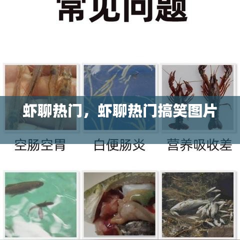 蝦聊熱門，蝦聊熱門搞笑圖片 