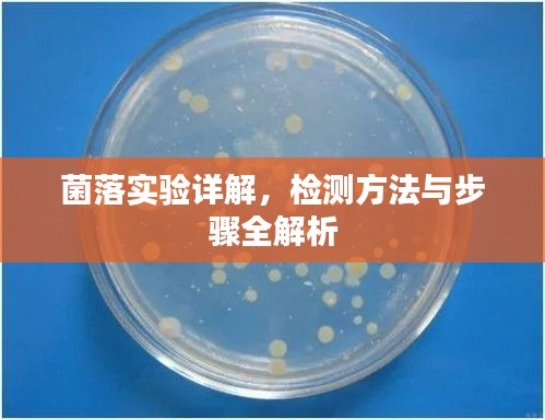 菌落實驗詳解，檢測方法與步驟全解析