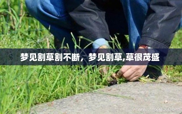 夢見割草割不斷，夢見割草,草很茂盛 