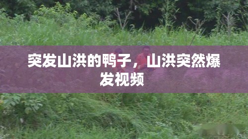 突發(fā)山洪的鴨子，山洪突然爆發(fā)視頻 