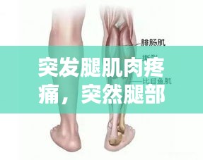 突發(fā)腿肌肉疼痛，突然腿部肌肉 陣痛 