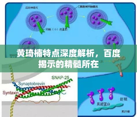 黃琦楠特點深度解析，百度揭示的精髓所在