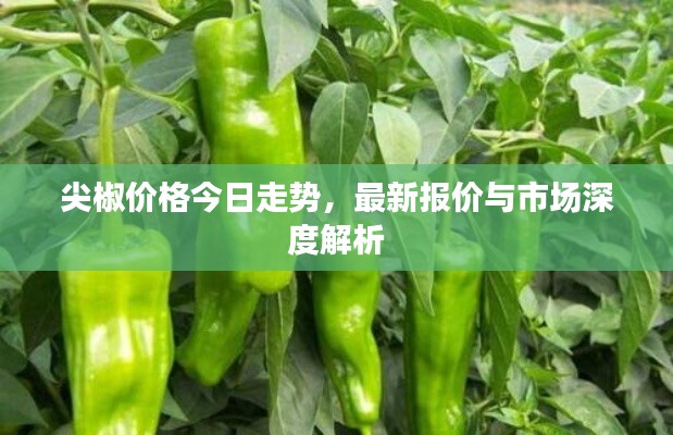 尖椒價(jià)格今日走勢，最新報(bào)價(jià)與市場深度解析