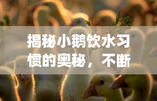 揭秘小鵝飲水習(xí)慣的奧秘，不斷水是真的嗎？