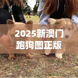 2025新澳門跑狗圖正版免費(fèi)：互動體驗(yàn)版，犬迷必備