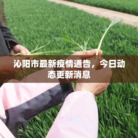 沁陽市最新疫情通告，今日動(dòng)態(tài)更新消息