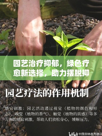 園藝治療抑郁，綠色療愈新選擇，助力擺脫抑郁陰霾