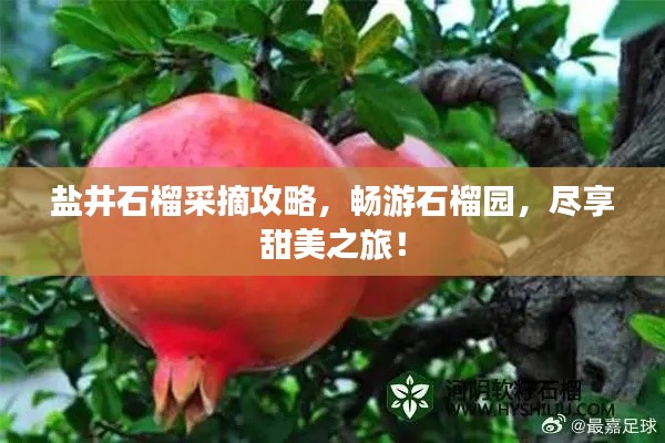 鹽井石榴采摘攻略，暢游石榴園，盡享甜美之旅！