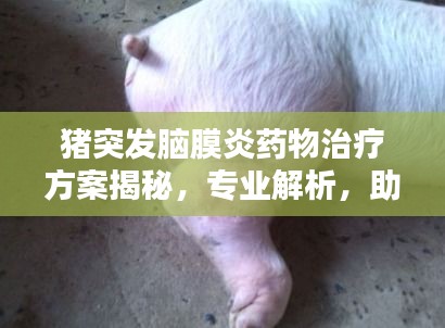 豬突發(fā)腦膜炎藥物治療方案揭秘，專業(yè)解析，助力快速救治