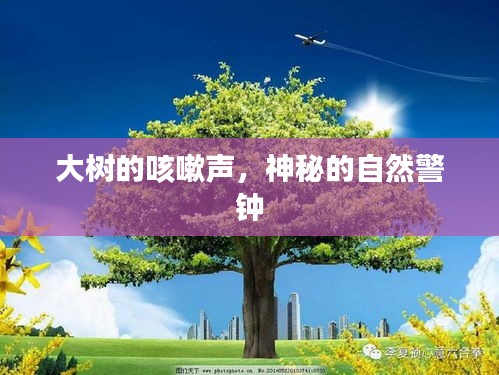 大樹的咳嗽聲，神秘的自然警鐘