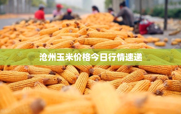 滄州玉米價(jià)格今日行情速遞