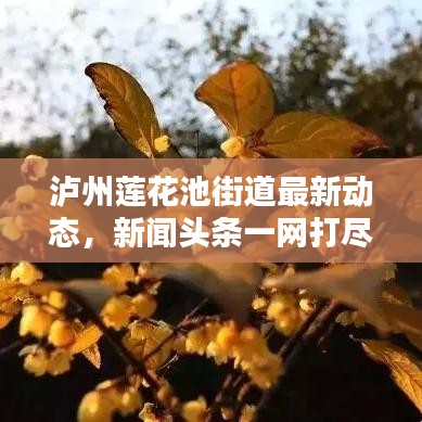 瀘州蓮花池街道最新動態(tài)，新聞頭條一網(wǎng)打盡！