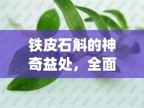 鐵皮石斛的神奇益處，全面解讀草本精華的功效