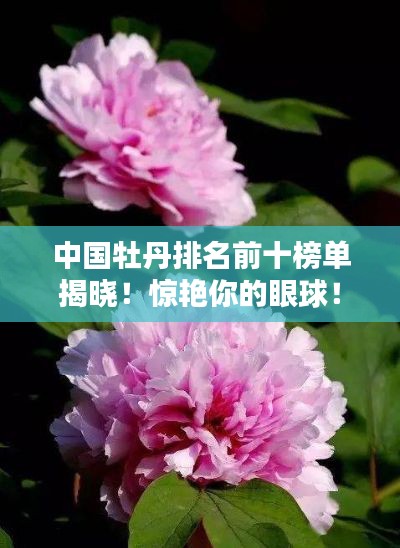 中國牡丹排名前十榜單揭曉！驚艷你的眼球！