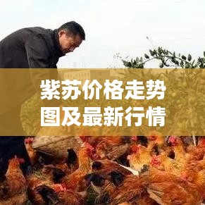 紫蘇價格走勢圖及最新行情深度解析