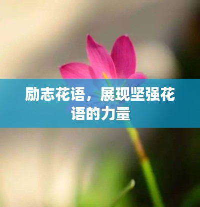 勵志花語，展現(xiàn)堅強花語的力量