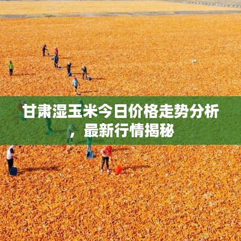甘肅濕玉米今日價格走勢分析，最新行情揭秘