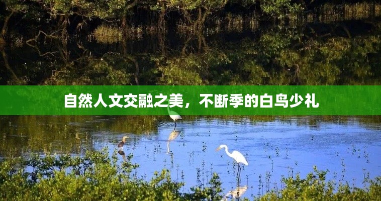 自然人文交融之美，不斷季的白鳥(niǎo)少禮