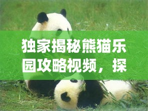 獨家揭秘熊貓樂園攻略視頻，探秘熊貓家園，必備指南助你暢游無阻！