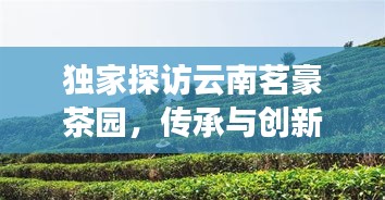 獨(dú)家探訪云南茗豪茶園，傳承與創(chuàng)新交織的茶文化之旅