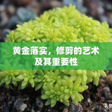 黃金落實(shí)，修剪的藝術(shù)及其重要性