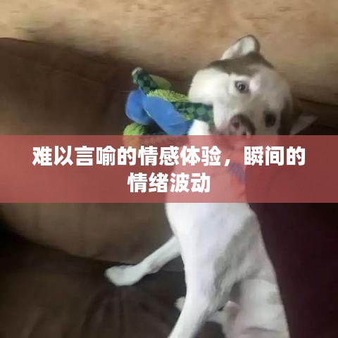 難以言喻的情感體驗，瞬間的情緒波動