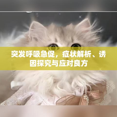 突發(fā)呼吸急促，癥狀解析、誘因探究與應(yīng)對(duì)良方