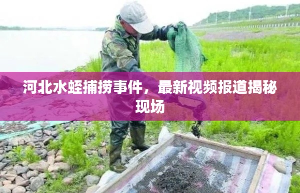 河北水蛭捕撈事件，最新視頻報(bào)道揭秘現(xiàn)場(chǎng)