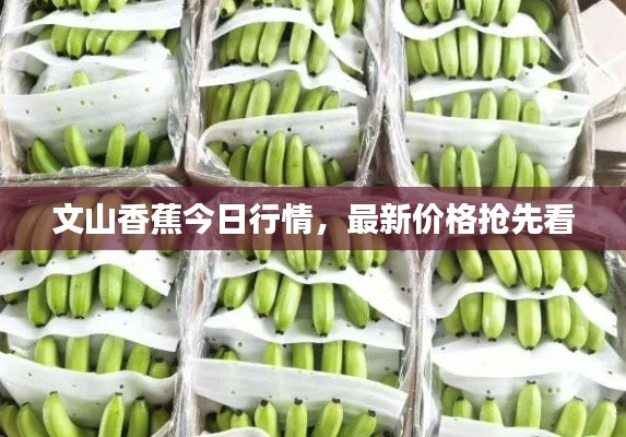 文山香蕉今日行情，最新價(jià)格搶先看