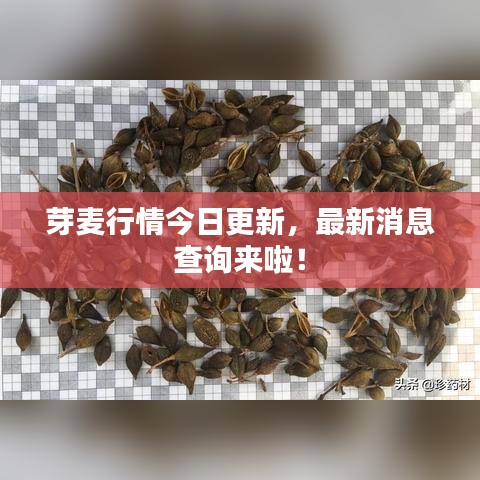 芽麥行情今日更新，最新消息查詢來啦！