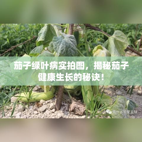 茄子綠葉病實(shí)拍圖，揭秘茄子健康生長的秘訣！