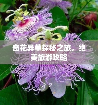 奇花異草探秘之旅，絕美旅游攻略