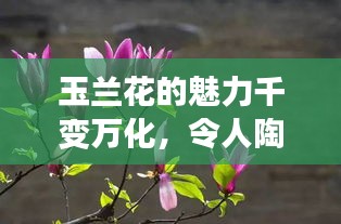玉蘭花的魅力千變?nèi)f化，令人陶醉！