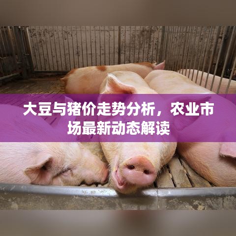大豆與豬價走勢分析，農(nóng)業(yè)市場最新動態(tài)解讀