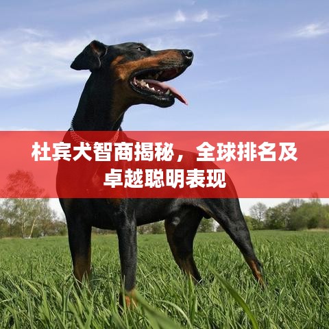 杜賓犬智商揭秘，全球排名及卓越聰明表現(xiàn)