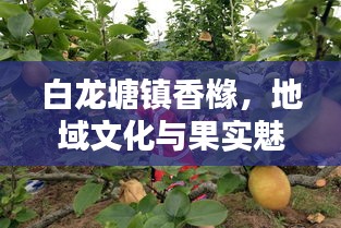 白龍?zhí)伶?zhèn)香櫞，地域文化與果實魅力的獨特探尋