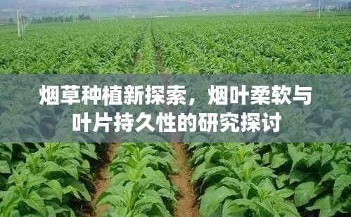 煙草種植新探索，煙葉柔軟與葉片持久性的研究探討